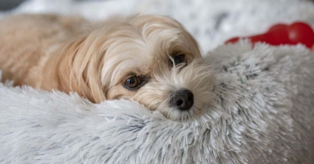 Image showcasing Natural Anti-inflammatory Solutions for Dogs | PetMade