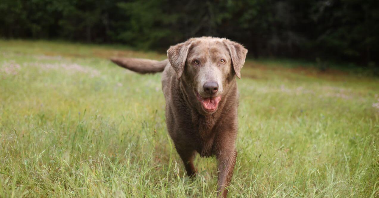 Chocolate Labrador Retriever running happily in a grassy field outdoors.