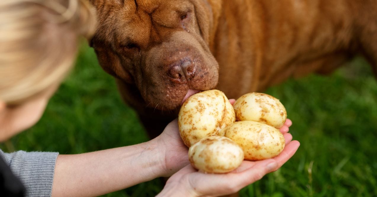 A dog sniffing raw potatoes held in a person’s hands