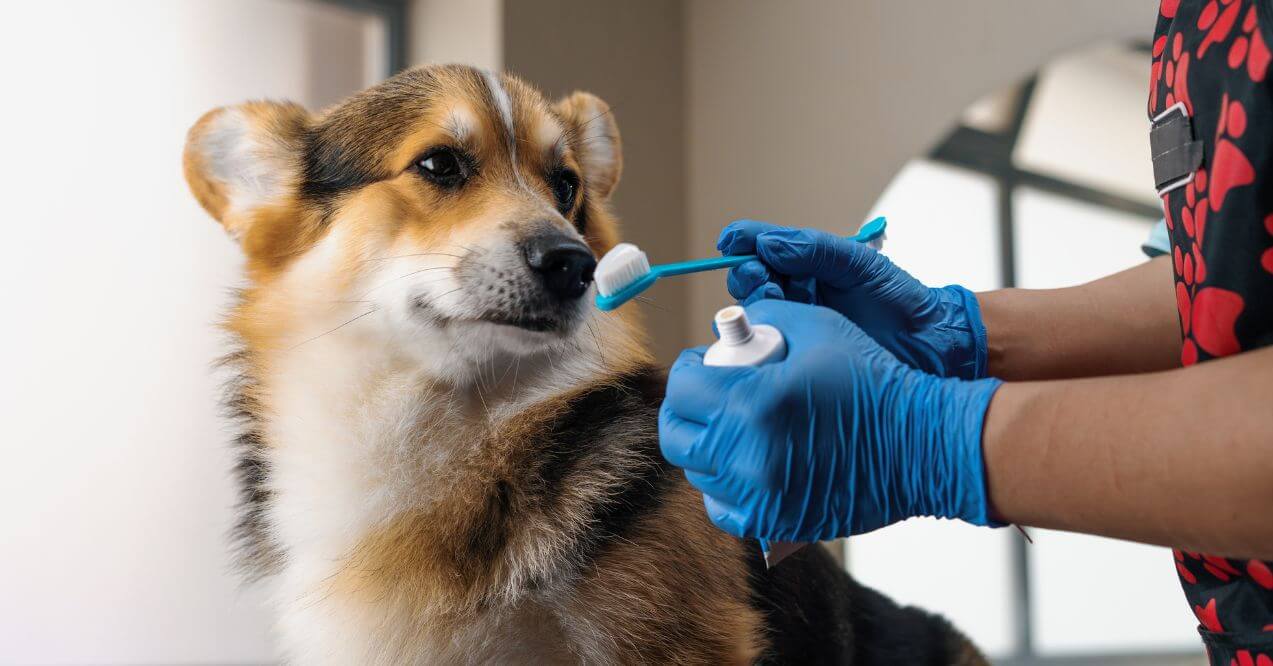 Corgi having its teeth brushed with a toothbrush and dog-friendly toothpaste by a gloved hand.