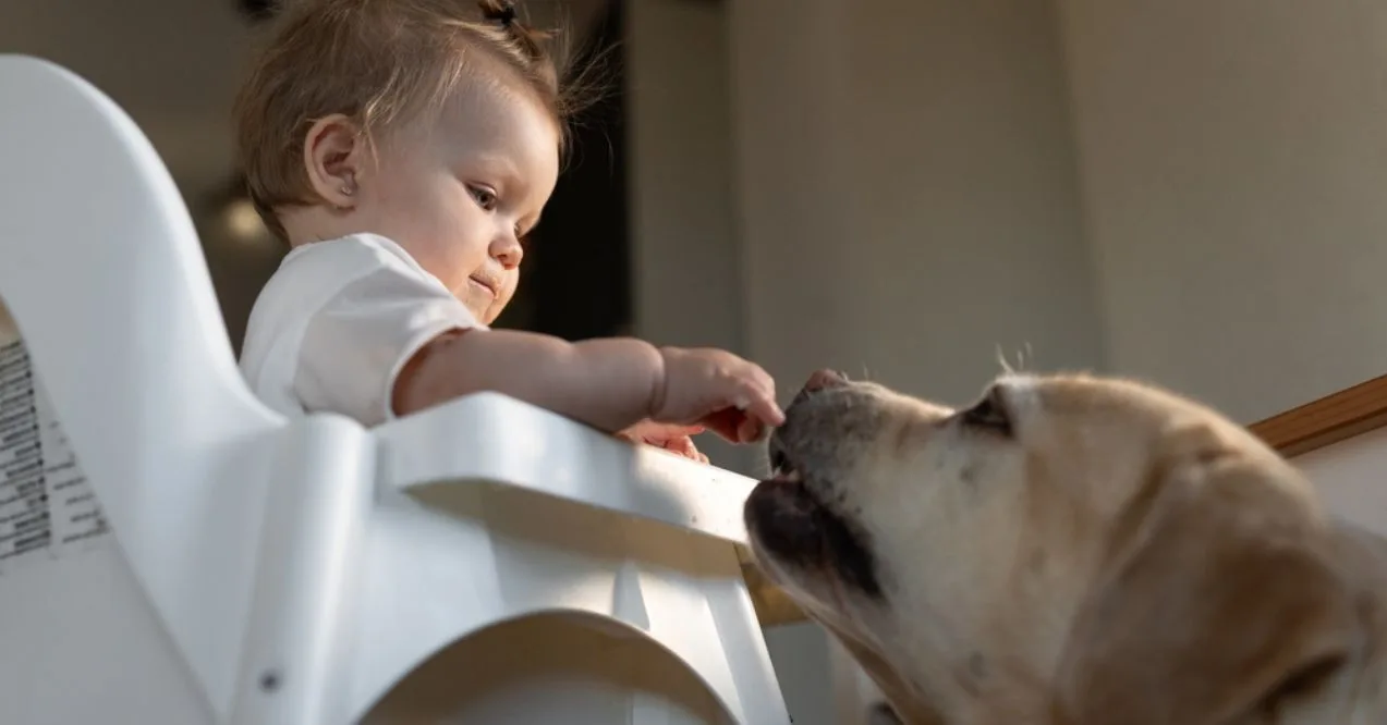 A baby in a high chair feeding a dog