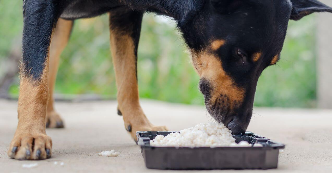 Dog eating rice from a black tray outdoors