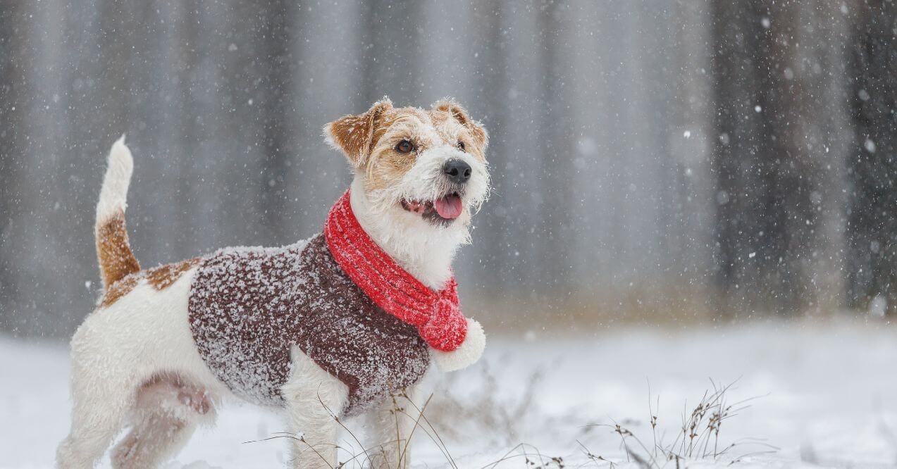 Dog in a red scarf enjoying snowy weather