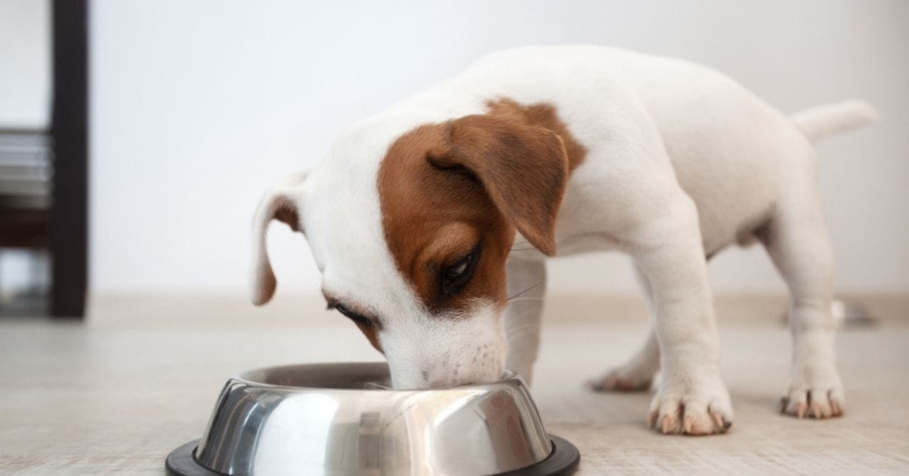 A small dog eating from a stainless steel bowl