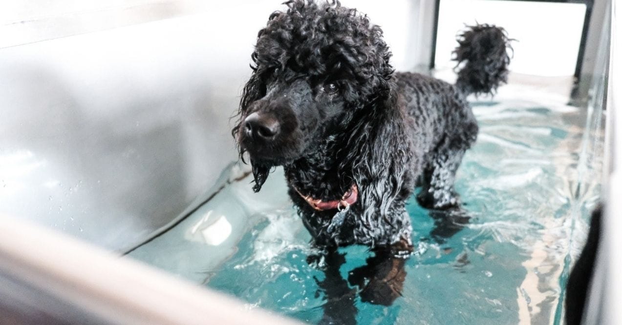 A black dog undergoing hydrotherapy in a water tank