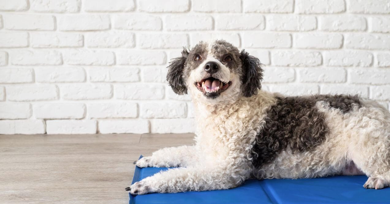 A happy dog lying comfortably on a mat, showing relaxation.