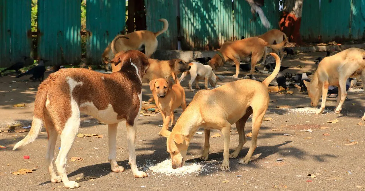 Group of street dogs eating rice on the ground