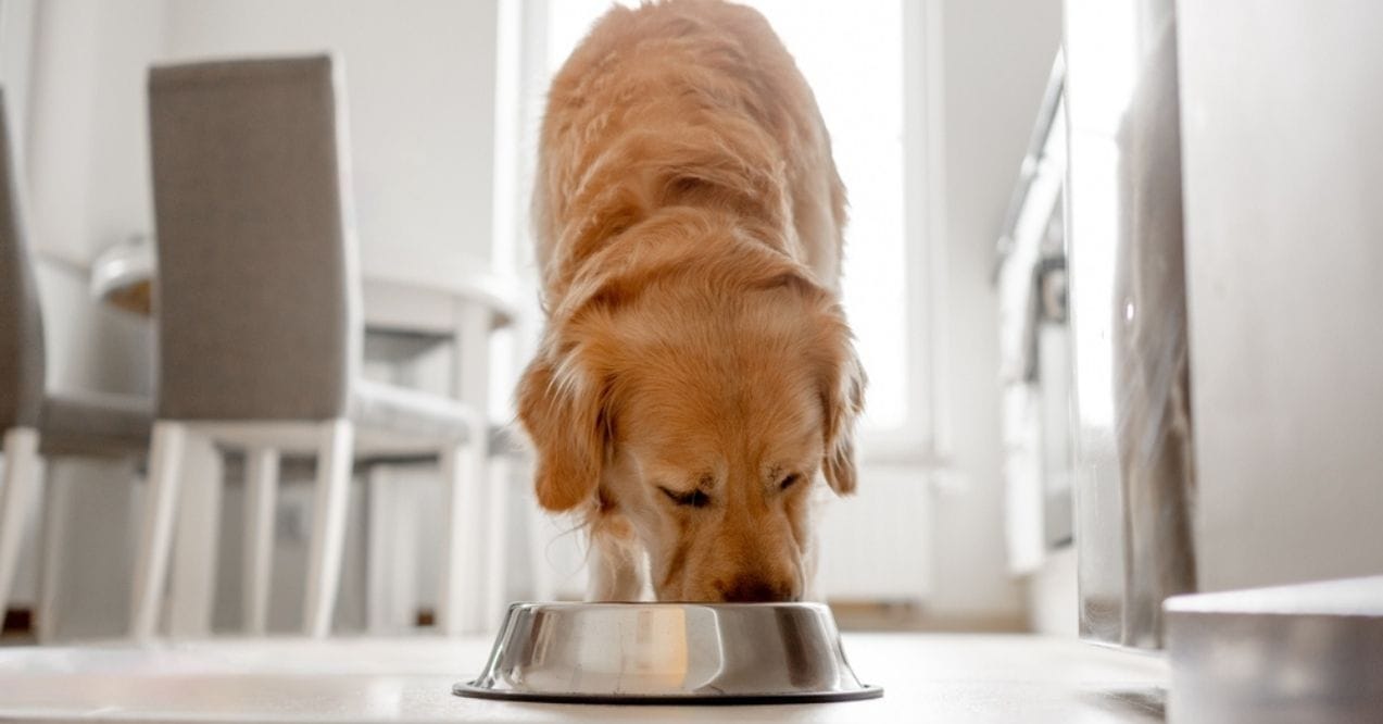 A Golden Retriever eating from a stainless steel bowl in a bright kitchen