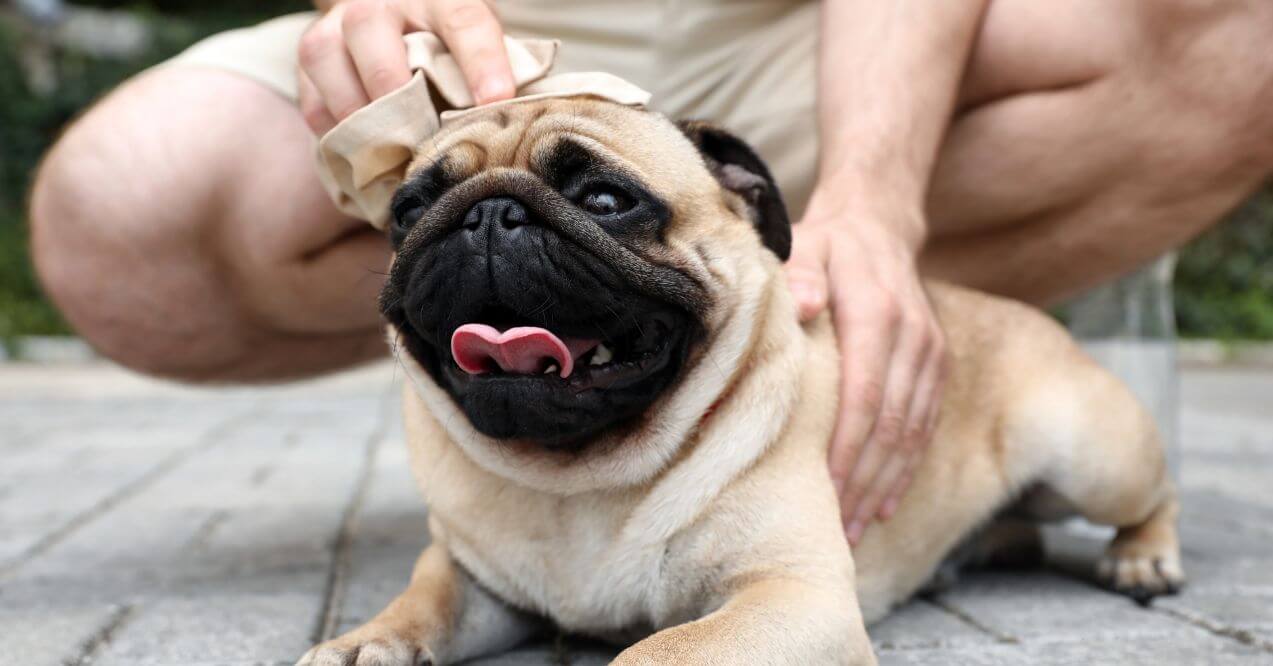 A pug receiving cooling therapy with a cloth to manage heat or stress.