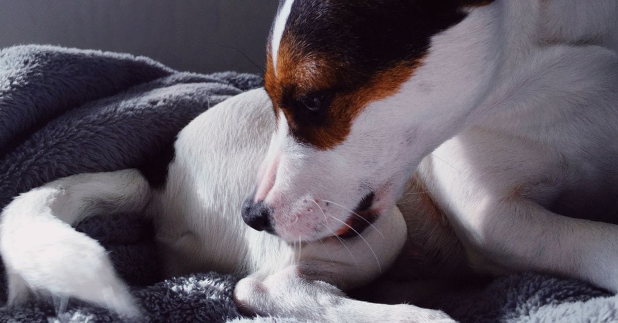 A small dog licking its hind leg while resting on a soft blanket