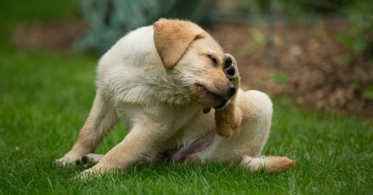 Labrador puppy scratching itself on the grass