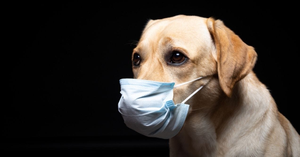 Yellow Labrador Retriever wearing a face mask on a black background