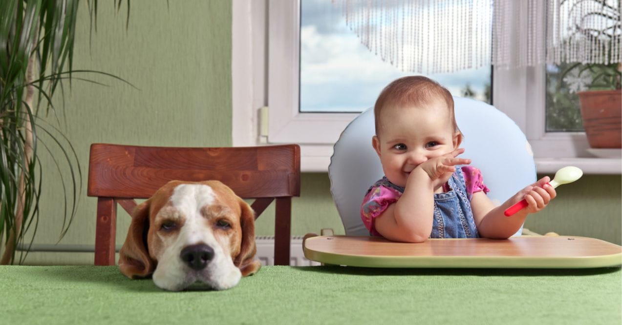 A little girl in a high chair and a dog waiting at the table