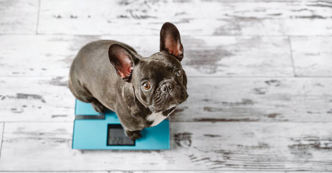 A French Bulldog sitting on a scale to monitor weight management.