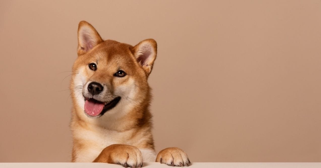 A happy Shiba Inu dog with its paws resting on a surface