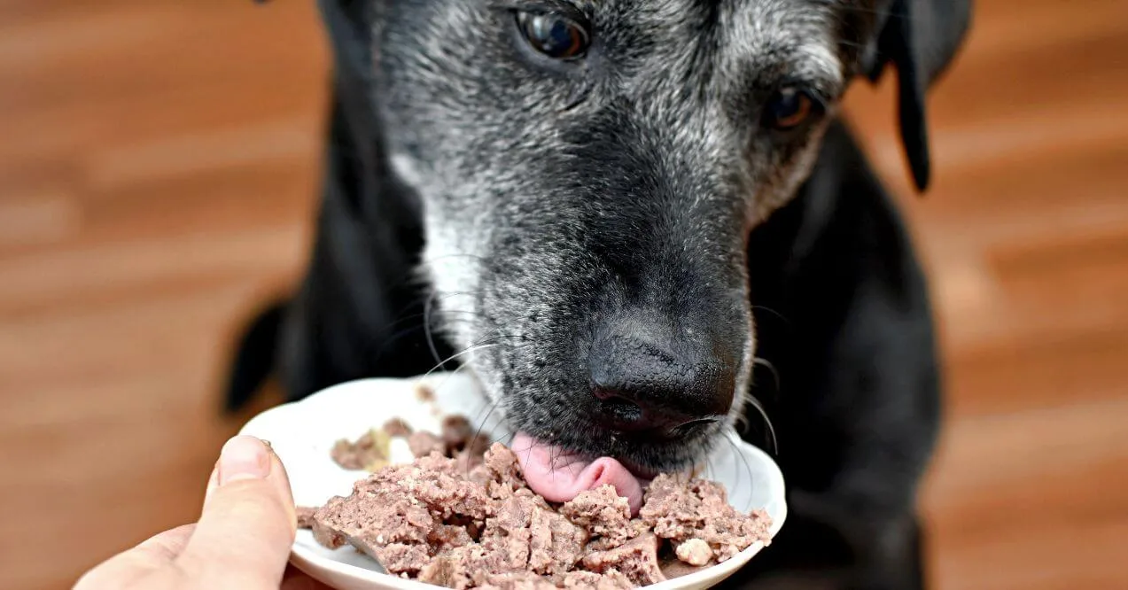 Senior dog eating soft food to address weight loss in older dogs and maintain proper nutrition.