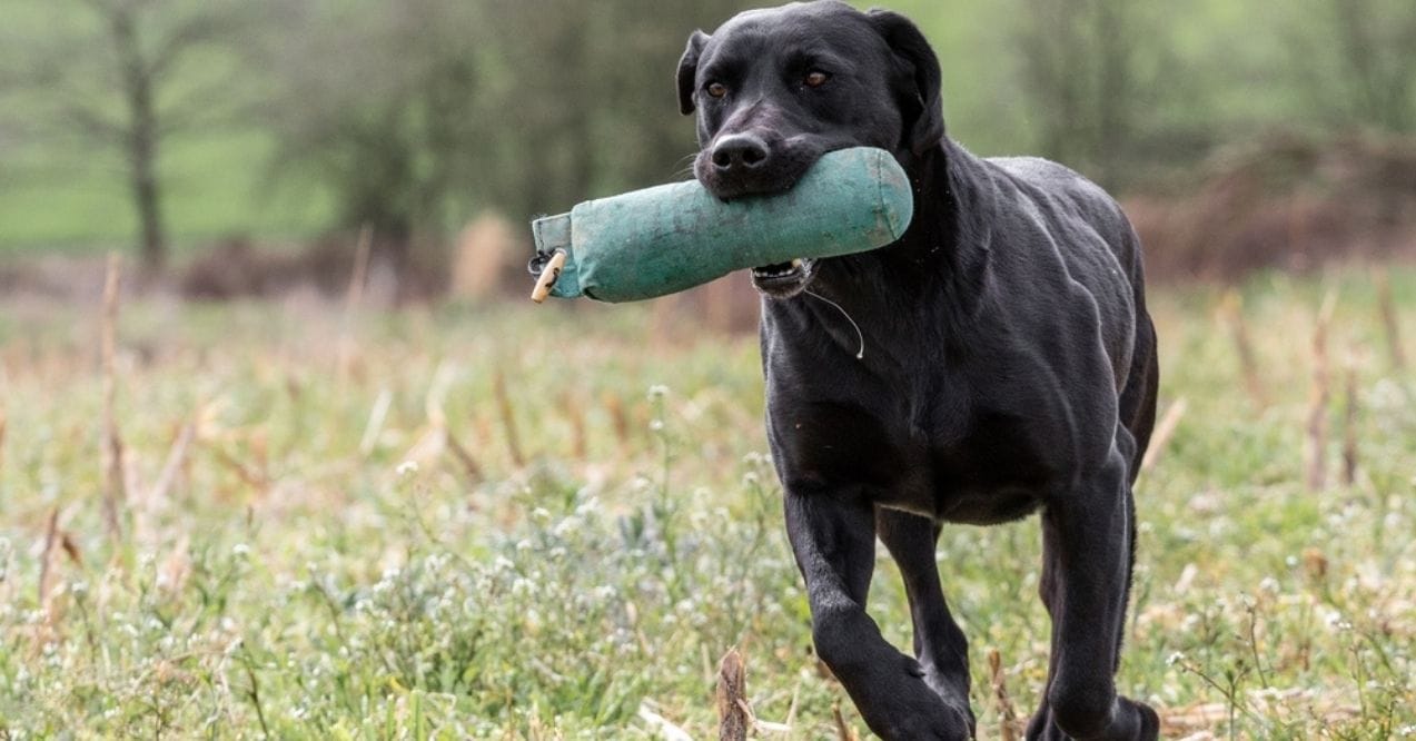 A black Labrador Retriever carrying a something in a field