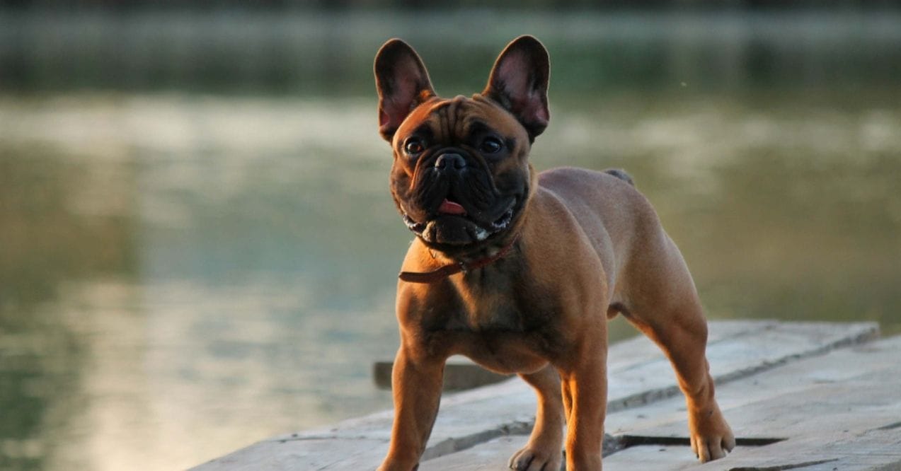 A brown French Bulldog standing outdoors by the water