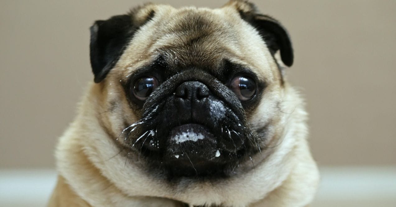 A pug with yogurt on its face