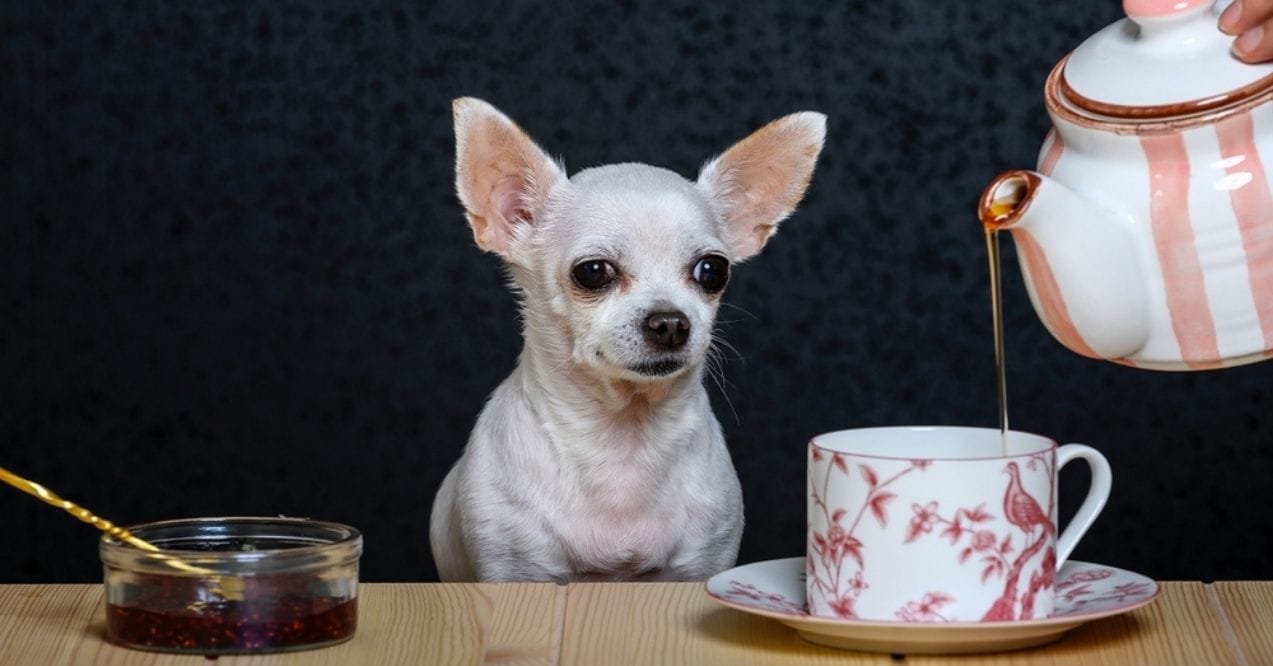 Chihuahua sitting at a table with tea being poured