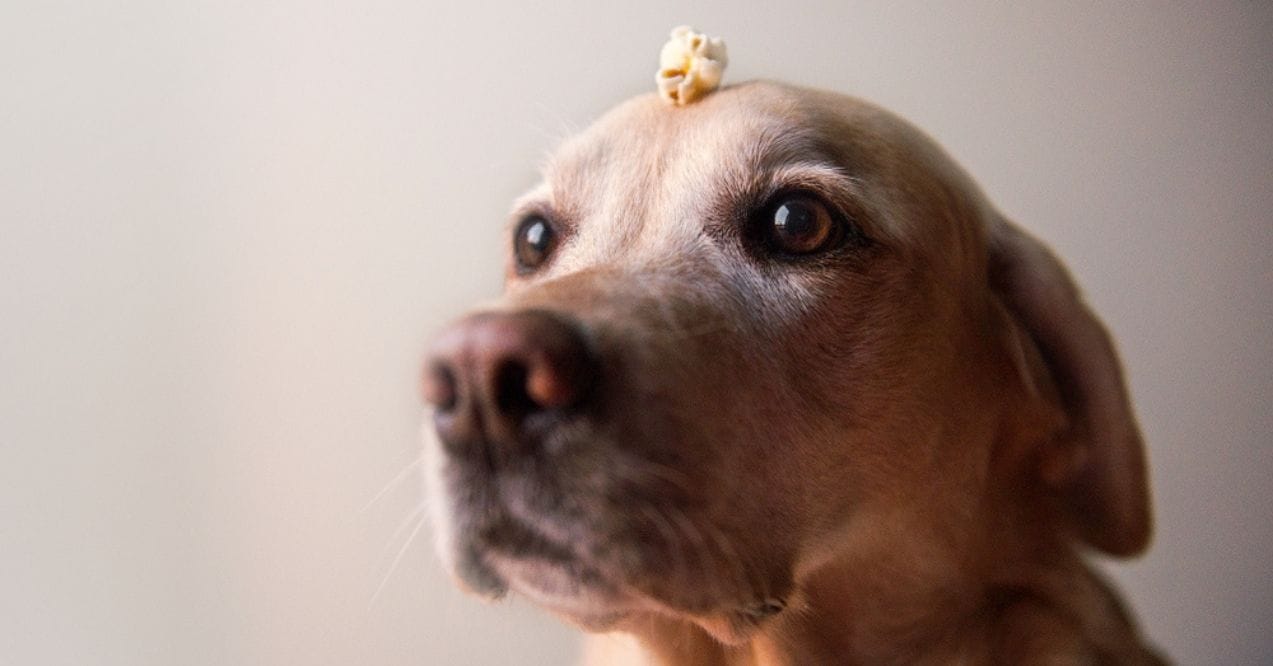 A Labrador Retriever balancing a popcorn piece on its head