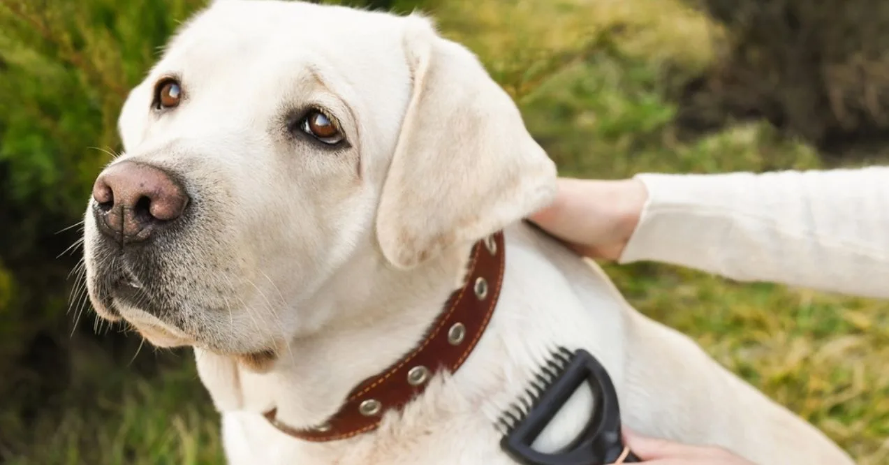 Person grooming a Labrador Retriever with a brush