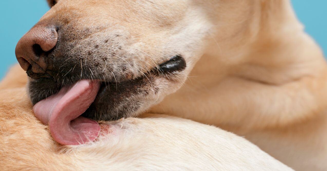 A close-up of a dog licking its skin, showing a common symptom of dog skin allergies.