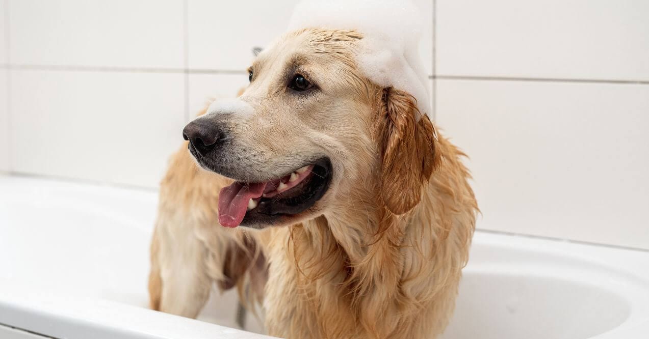 A golden retriever enjoying a relaxing bath, promoting natural solutions for dog allergies.