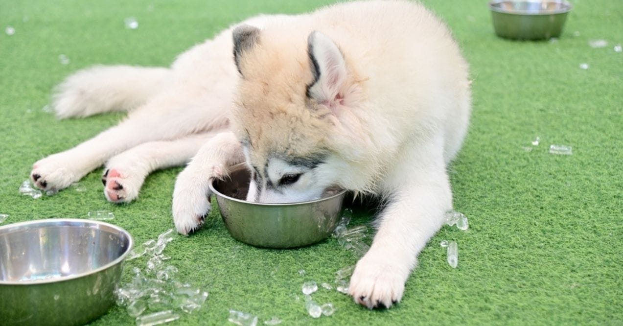 Husky puppy eating ice cubes from a bowl