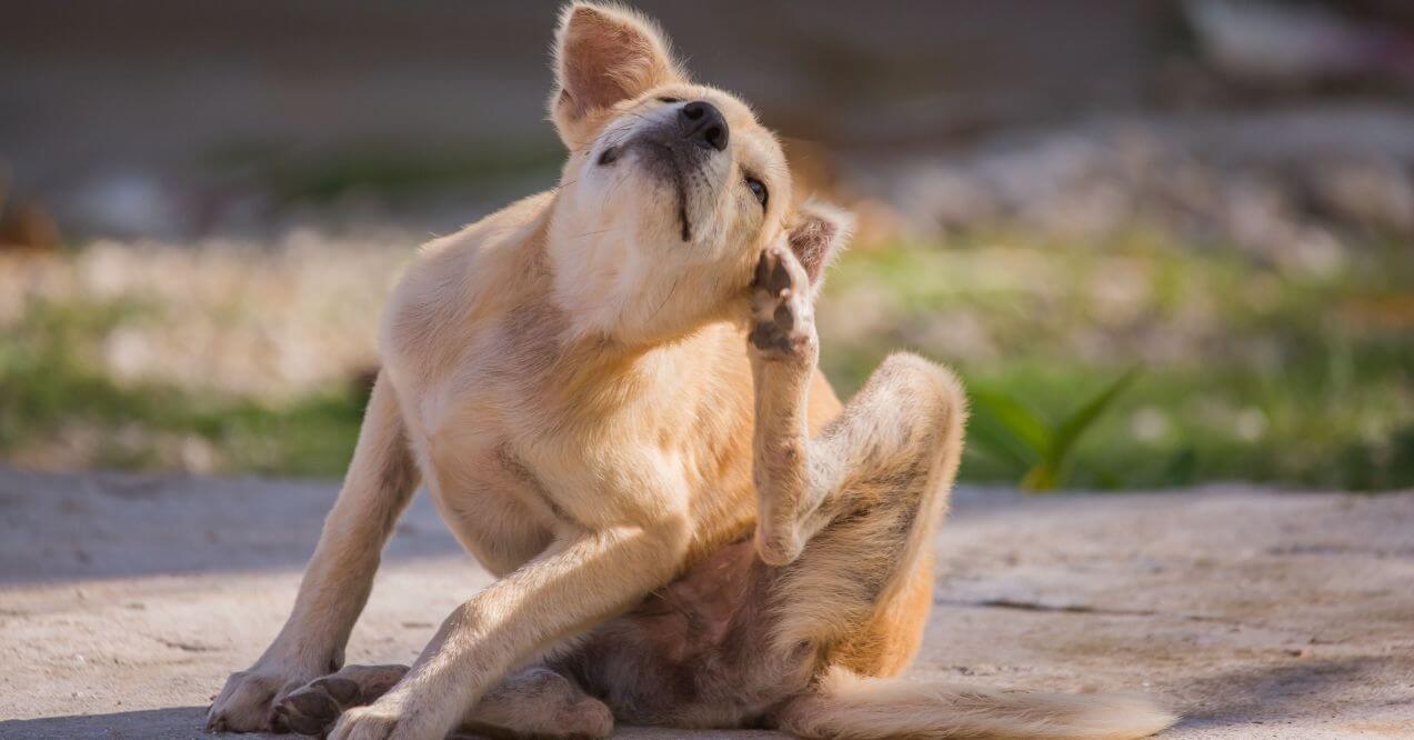 A dog scratching itself outdoors, exploring what to do about dog skin allergies.