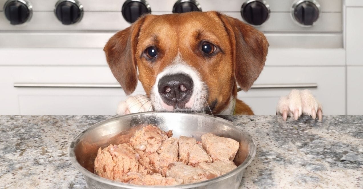 Dog curiously staring at a bowl of food in a kitchen