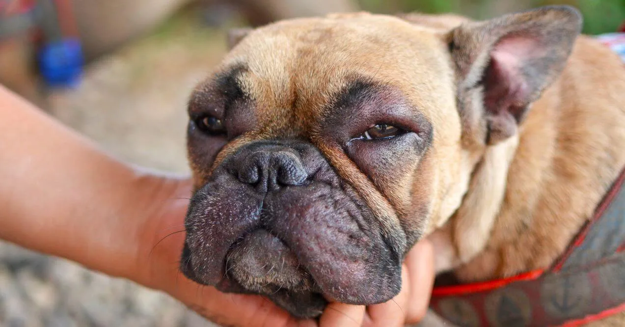 Close-up of a French Bulldog with puffy eyes and a sad expression, showcasing potential french bulldog skin problems.