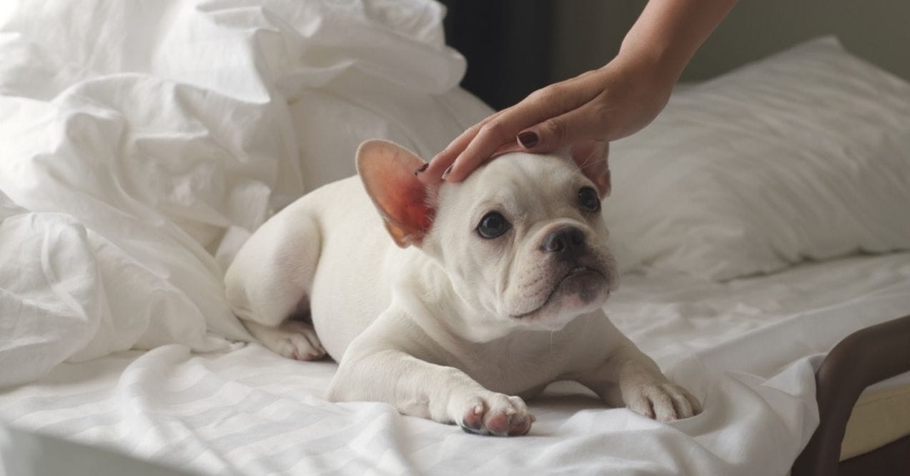 A white French Bulldog lying on a bed while being petted