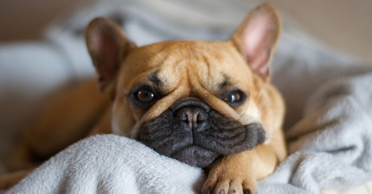 A tan French Bulldog resting on a blanket with its head on its paws