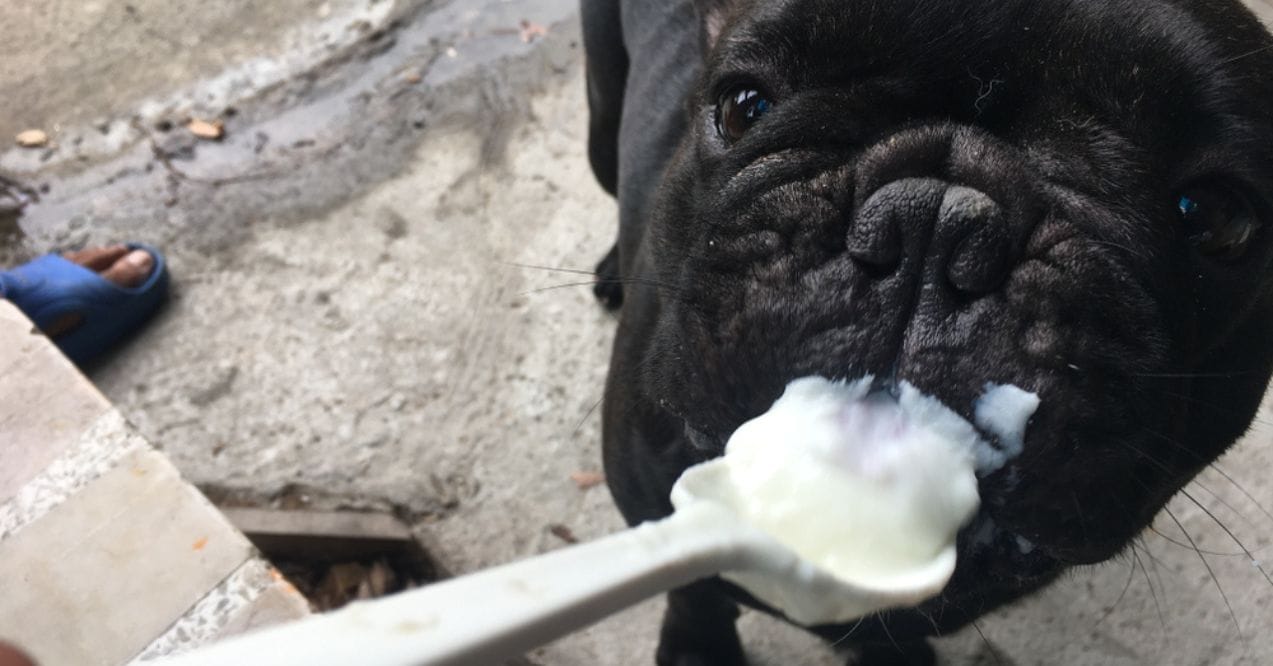 A French Bulldog eating yogurt from a spoon