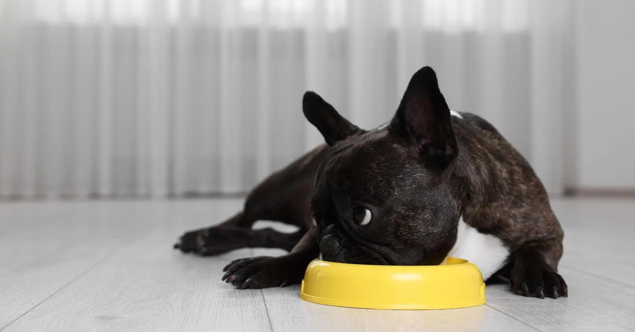 French Bulldog lying on the floor with its face in a yellow food bowl, highlighting dietary concerns linked to french bulldog skin problems.