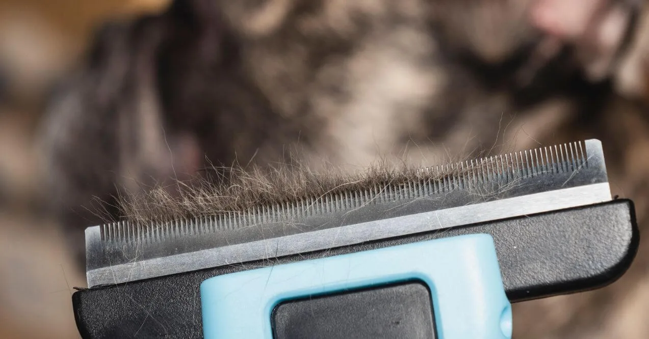 Close-up of a grooming tool with collected fur, demonstrating hair loss issues associated with french bulldog skin problems.