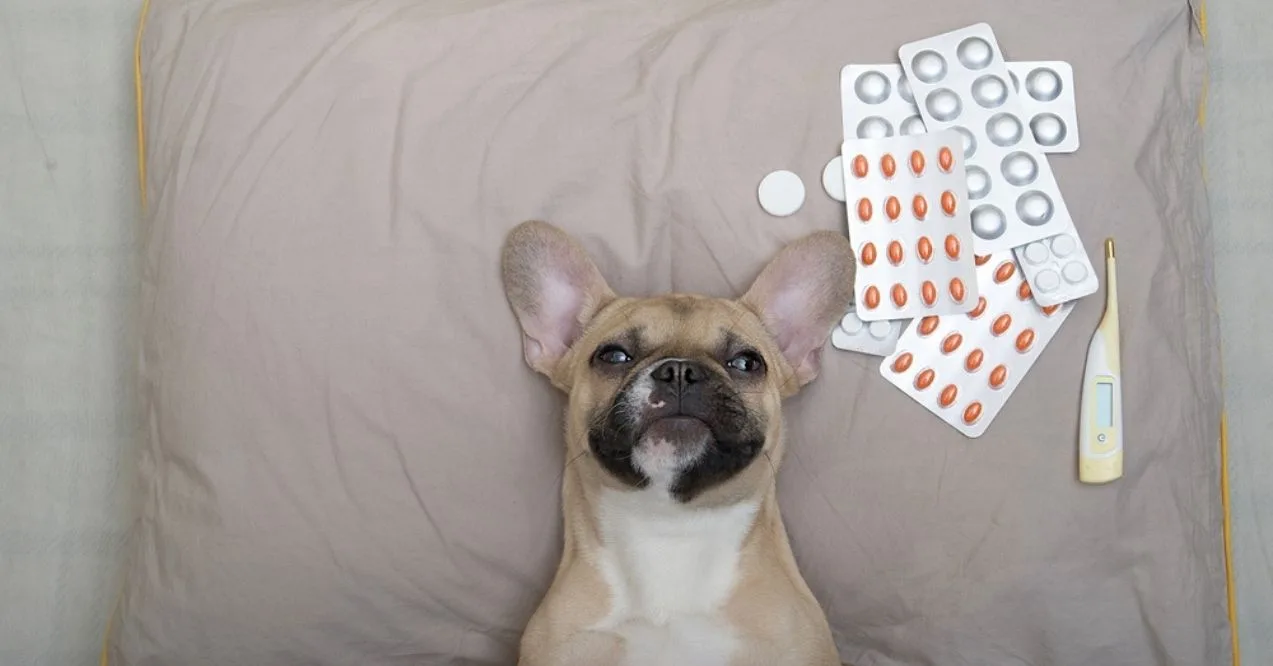 French bulldog lying on a pillow surrounded by medications