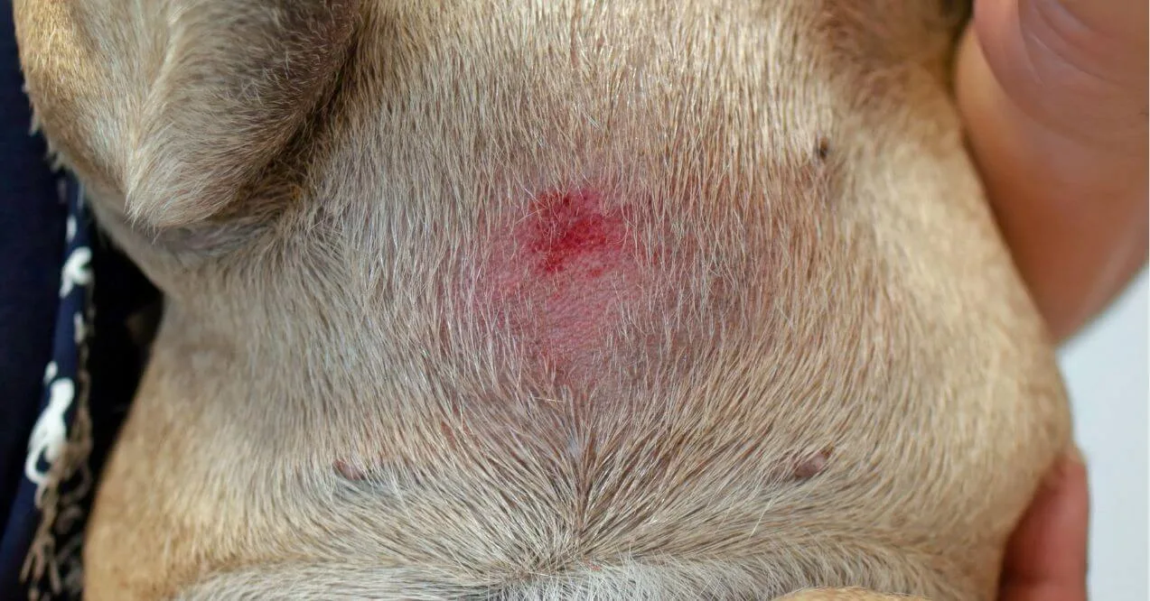 Close-up of a red rash on a French Bulldog's belly, a common sign of french bulldog skin problems.