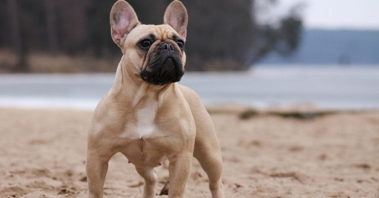 A tan French Bulldog standing on a beach, looking alert