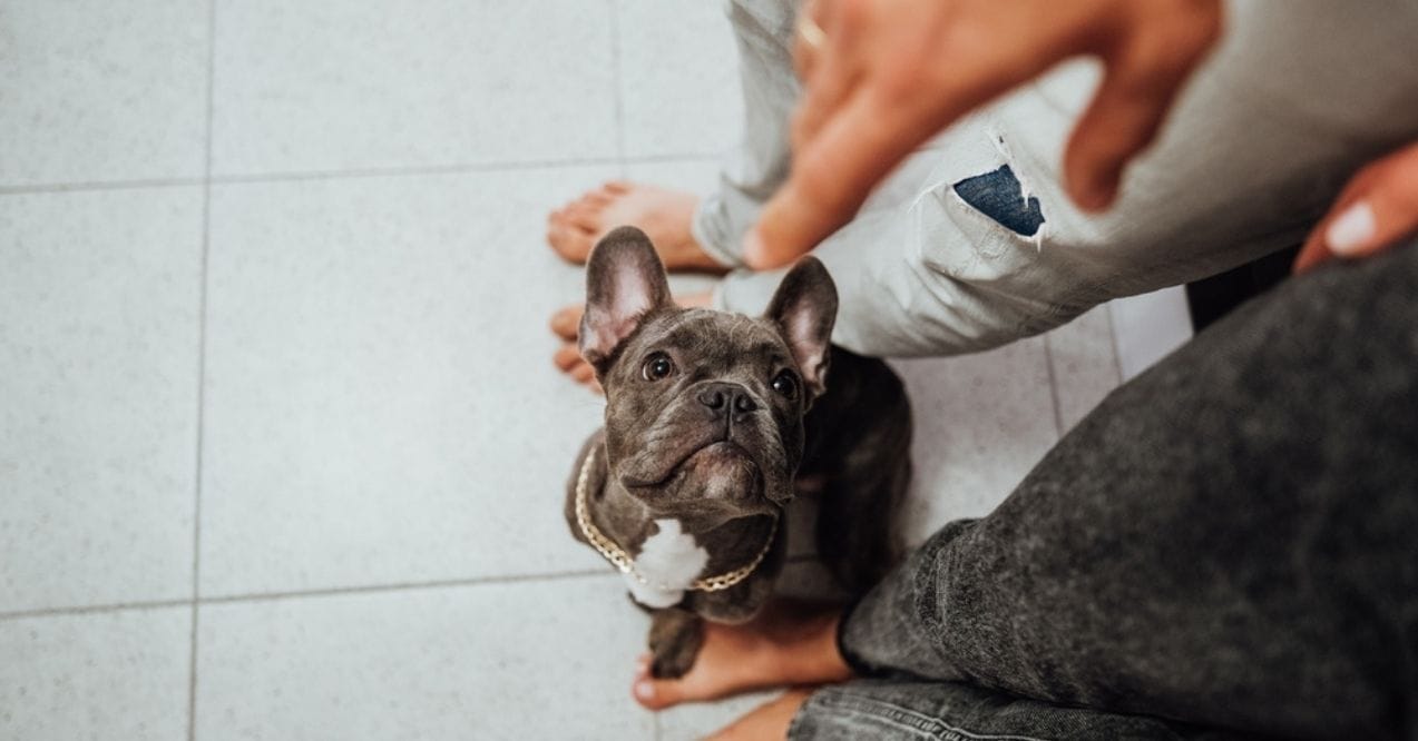 A gray French Bulldog looking up while sitting indoors