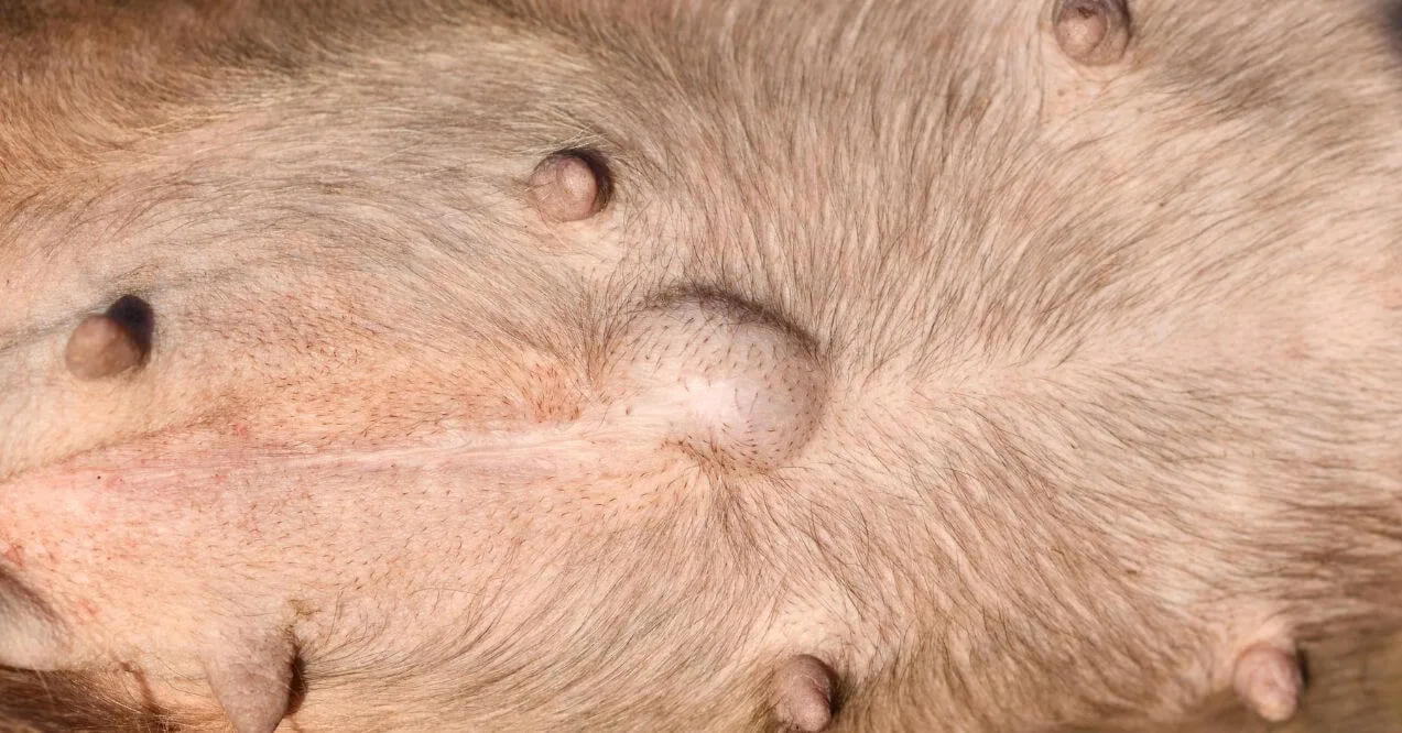 Close-up of a French Bulldog's skin showing a visible cyst, an example of french bulldog skin problems.