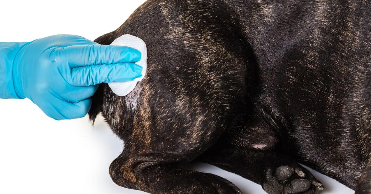 A gloved hand gently cleaning a French Bulldog's irritated skin with a cotton pad, highlighting a common issue - french bulldog skin problems.