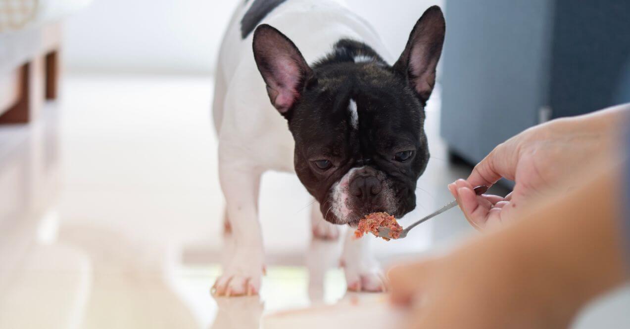 A French Bulldog sniffing a spoonful of food, emphasizing the role of diet in managing french bulldog skin problems.