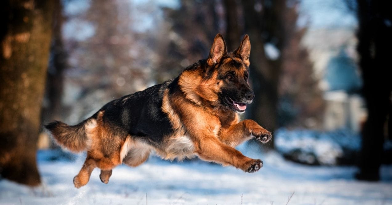 German Shepherd running through snow