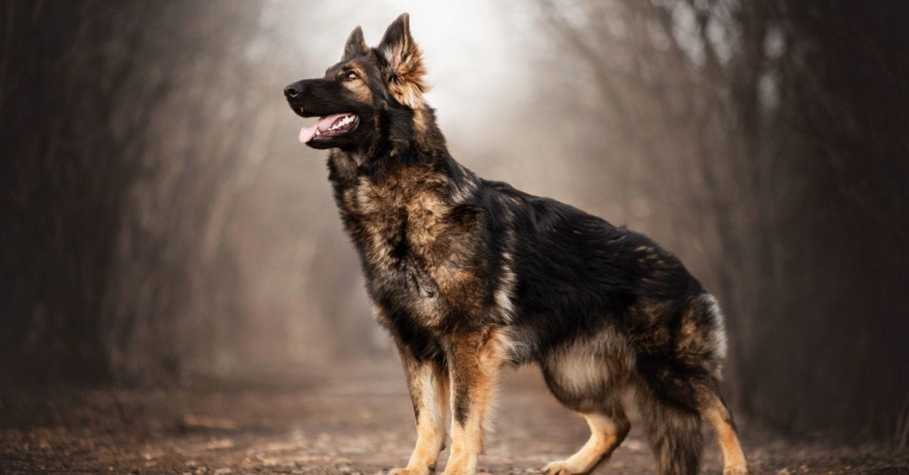 German Shepherd posing in a wooded area