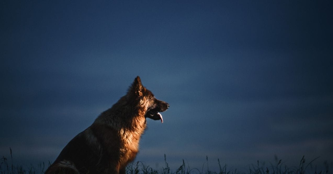 German Shepherd silhouetted at dusk