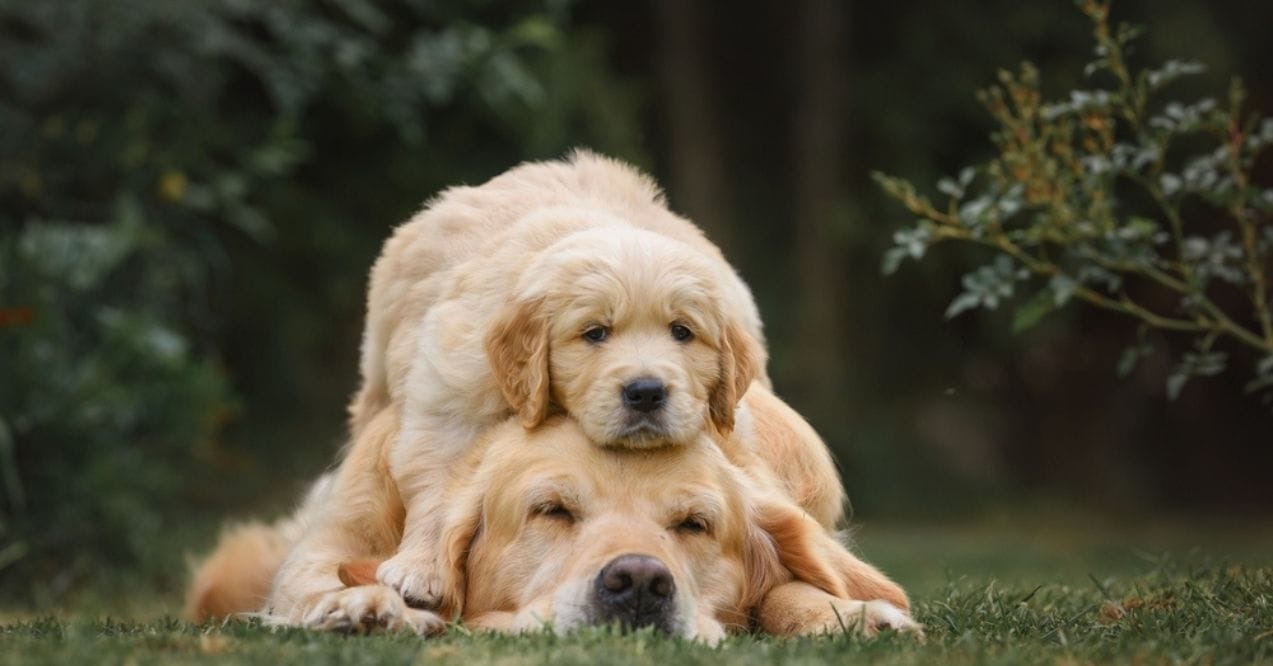 A Golden Retriever puppy lying on top of an adult Golden Retriever outdoors