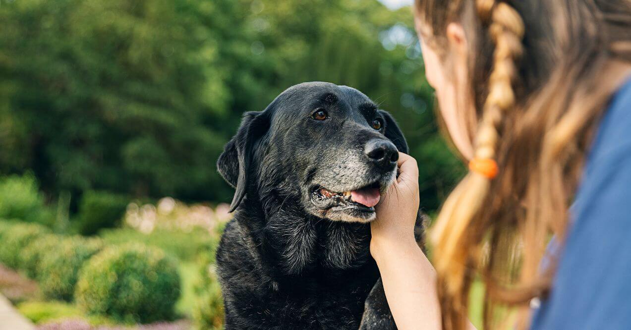 A happy senior dog being petted by its owner, highlighting care for older dogs.