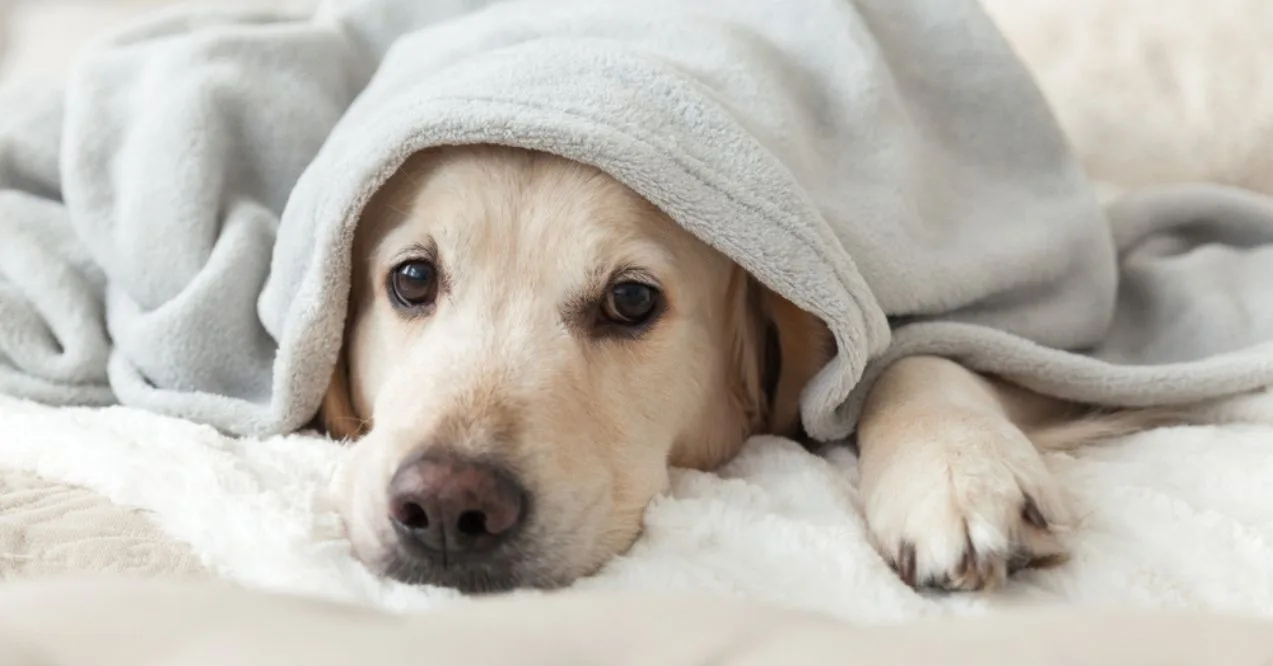 Labrador Retriever resting under a cozy gray blanket